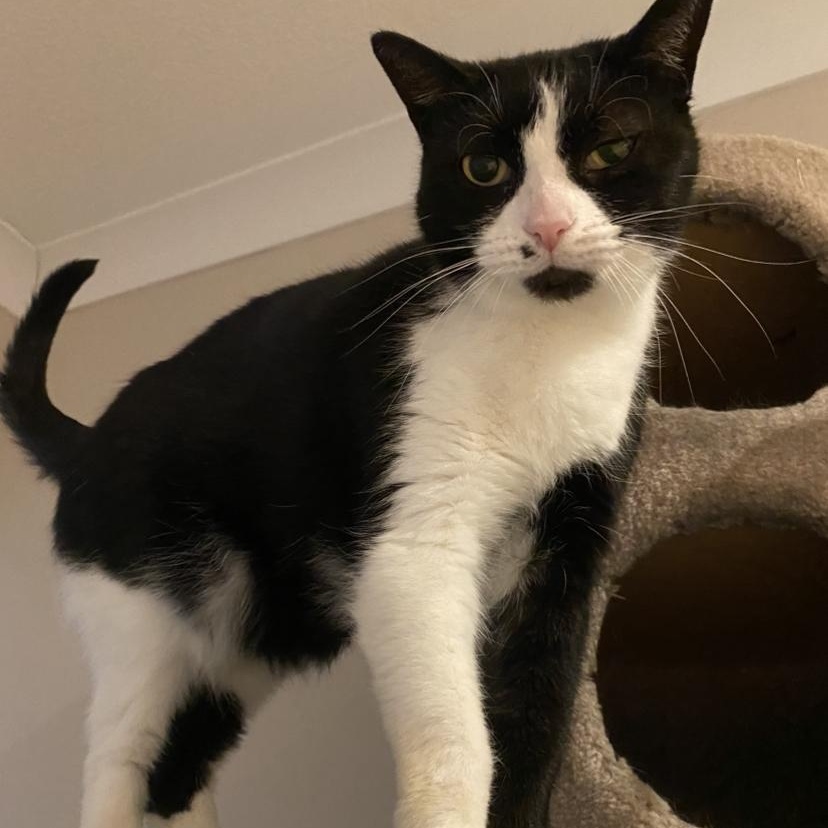 Enlarge Beatrice and Bambi, a Adoptable Domestic Short Hair in Waterdown, ON image 13/15