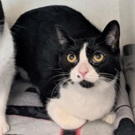 Enlarge Beatrice and Bambi, a Adoptable Domestic Short Hair in Waterdown, ON image 14/15