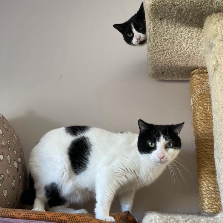 Enlarge Beatrice and Bambi, a Adoptable Domestic Short Hair in Waterdown, ON image 12/15