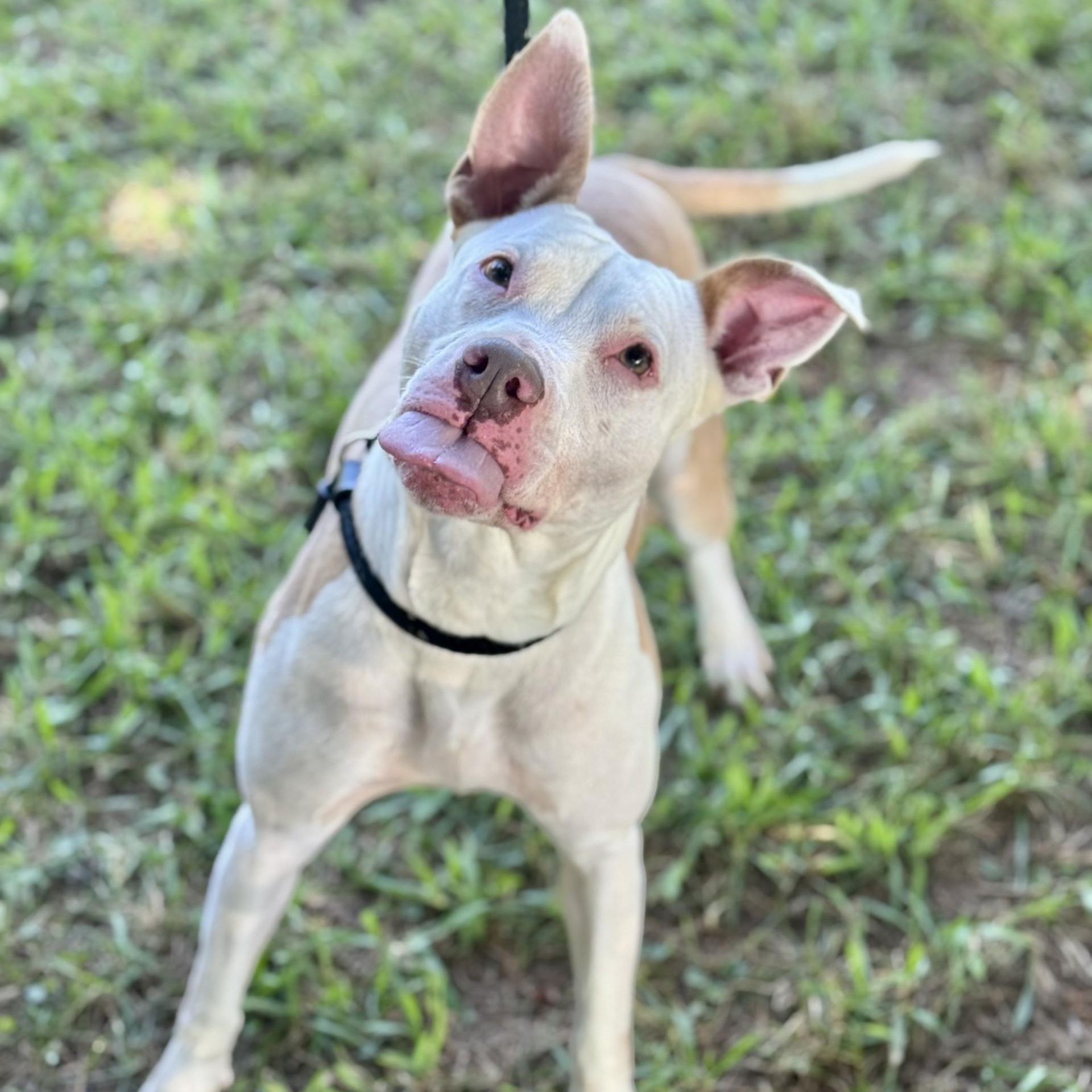 Pebbles (CONC-A-94), a Adoptable Mixed Breed in Concord, NC image 5/6