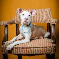 Pebbles (CONC-A-94), a Adoptable Mixed Breed in Concord, NC image 6/6