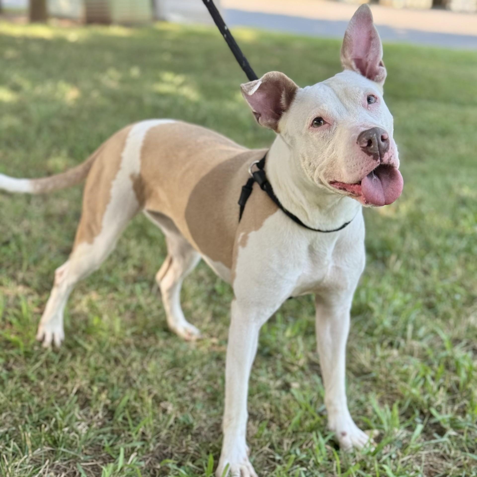 Pebbles (CONC-A-94), a Adoptable Mixed Breed in Concord, NC image 3/6