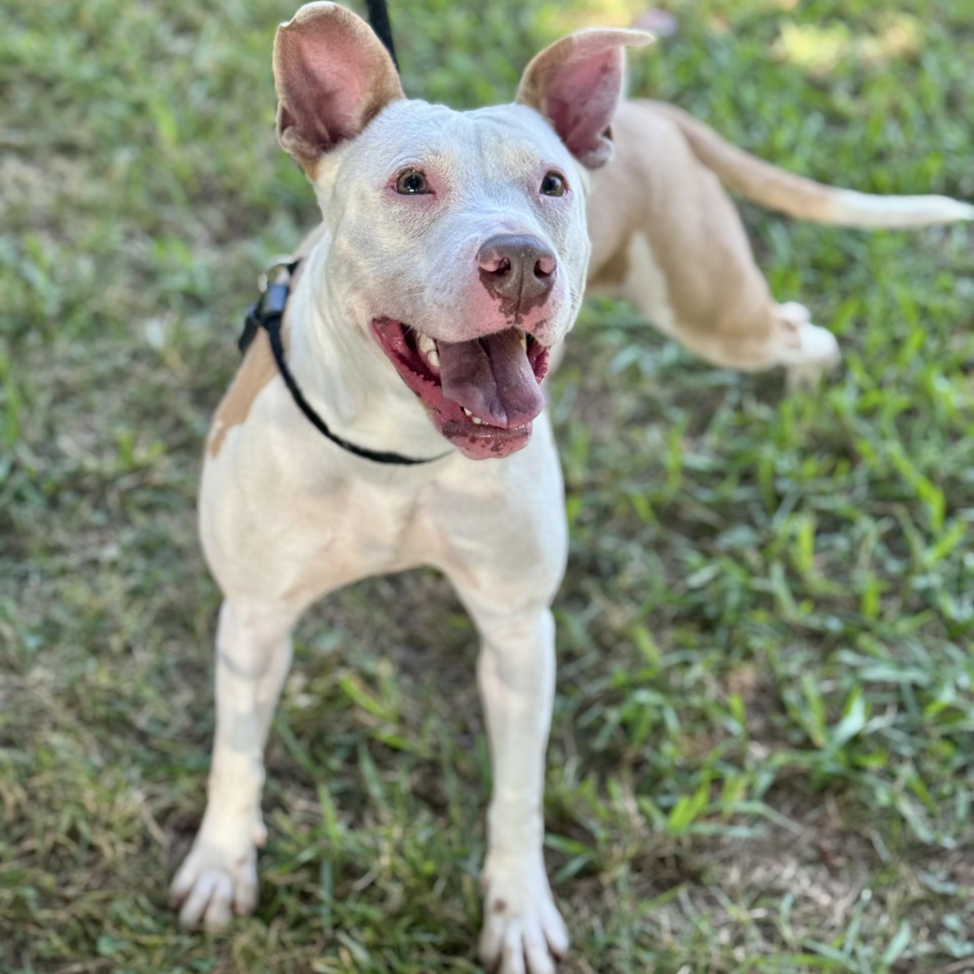 Pebbles (CONC-A-94), a Adoptable Mixed Breed in Concord, NC image 2/6