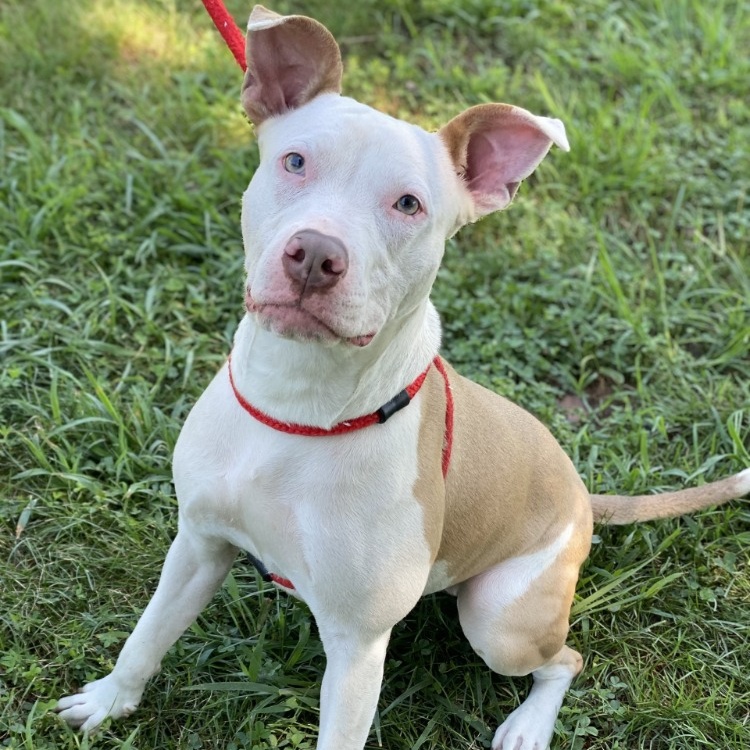 Pebbles (CONC-A-94), a Adoptable Mixed Breed in Concord, NC image 4/6