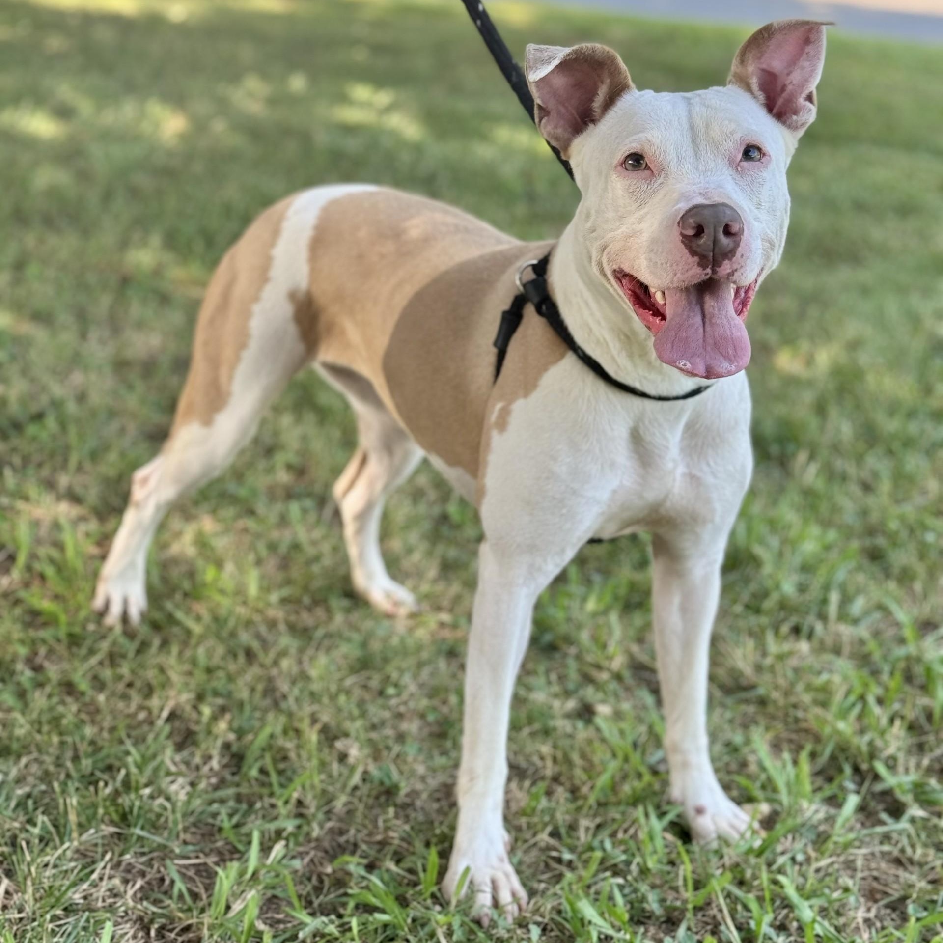 Pebbles (CONC-A-94), a Adoptable Mixed Breed in Concord, NC image 1/6