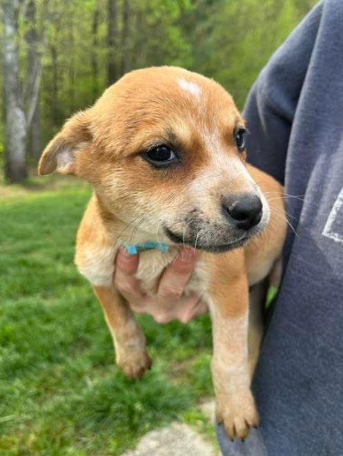 Benji, Adoptable, Puppy Male Australian Cattle Dog / Blue Heeler.