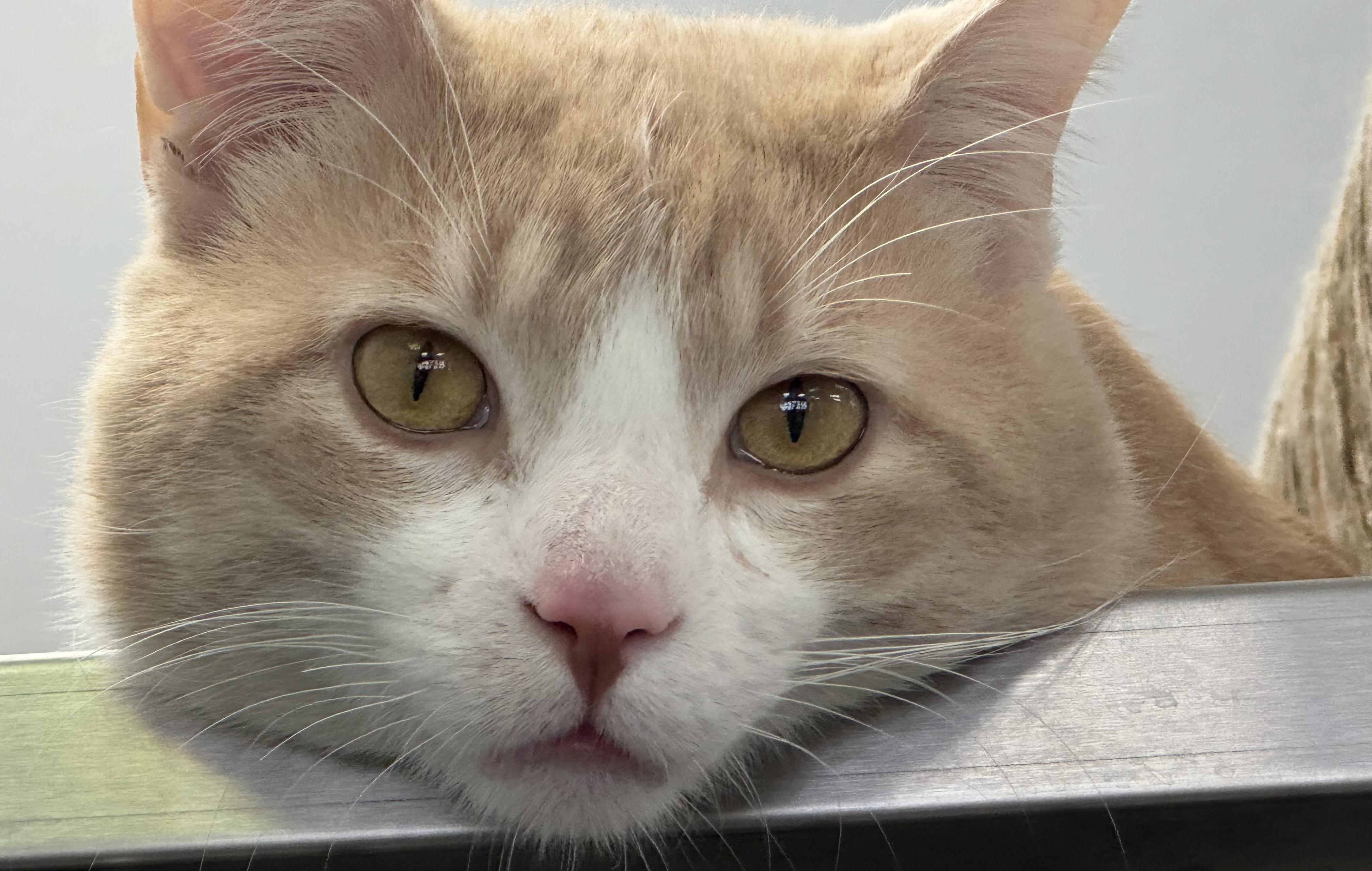 Enlarge Willy, an adopted Domestic Short Hair in Richfield , MN image 2/3