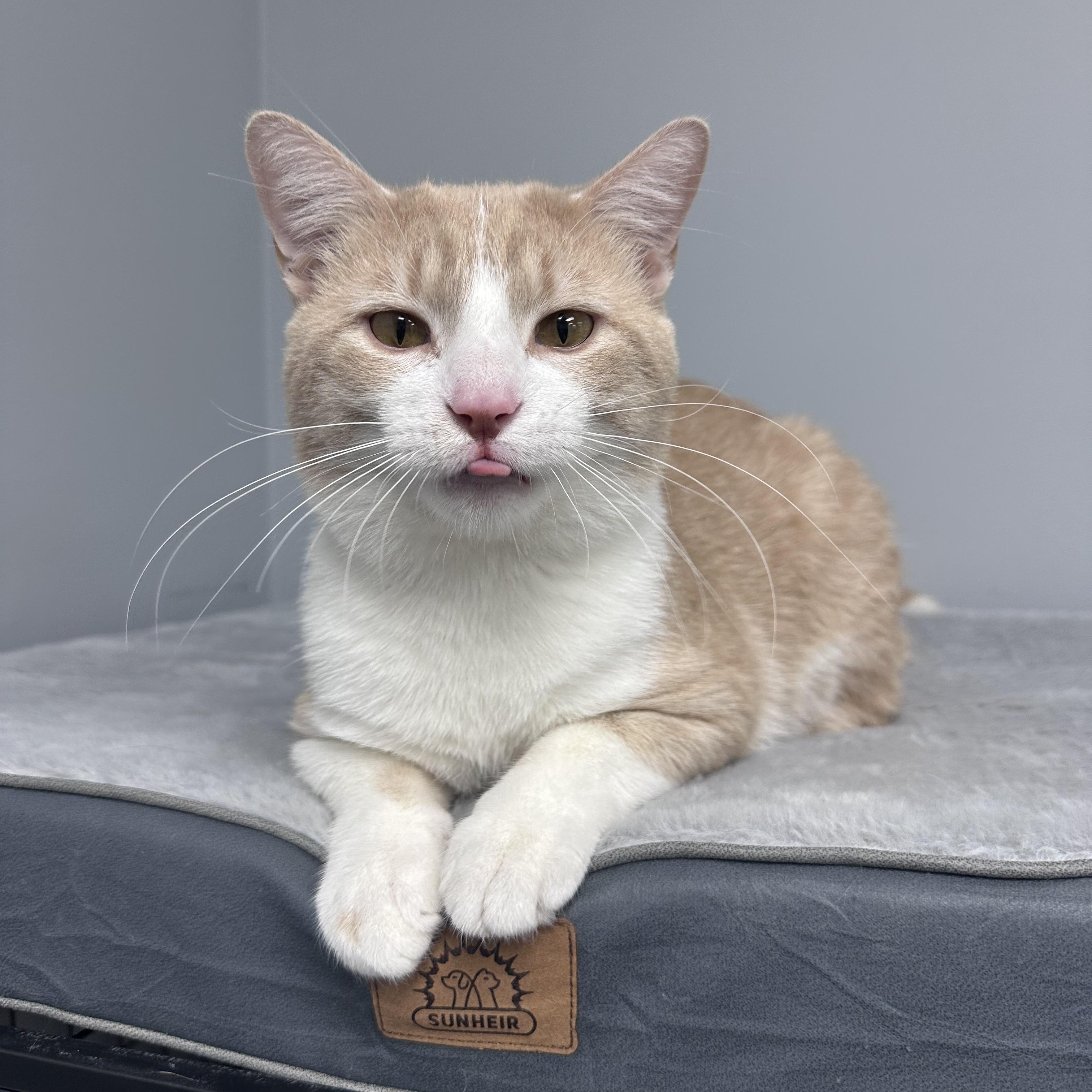 Willy, adopted, Adult Male Domestic Short Hair.