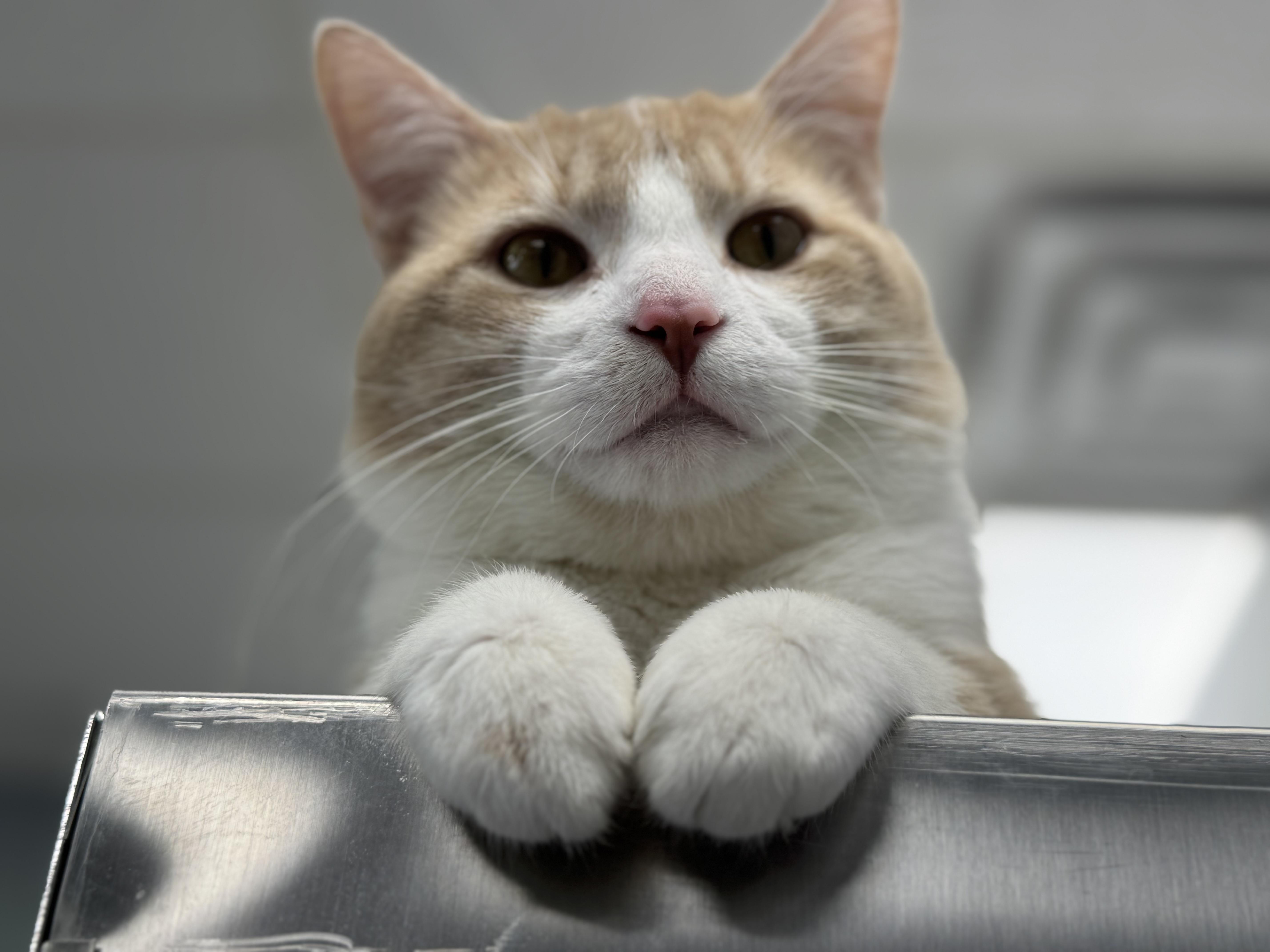 Enlarge Willy, an adopted Domestic Short Hair in Richfield , MN image 3/3