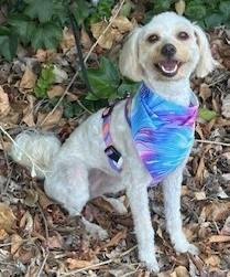 ZARA MALTIPOO MIX  Spayed Female  15 Years  15 Pounds HOUSE-TRAINED INTELLIGENT LOVING AFFEC