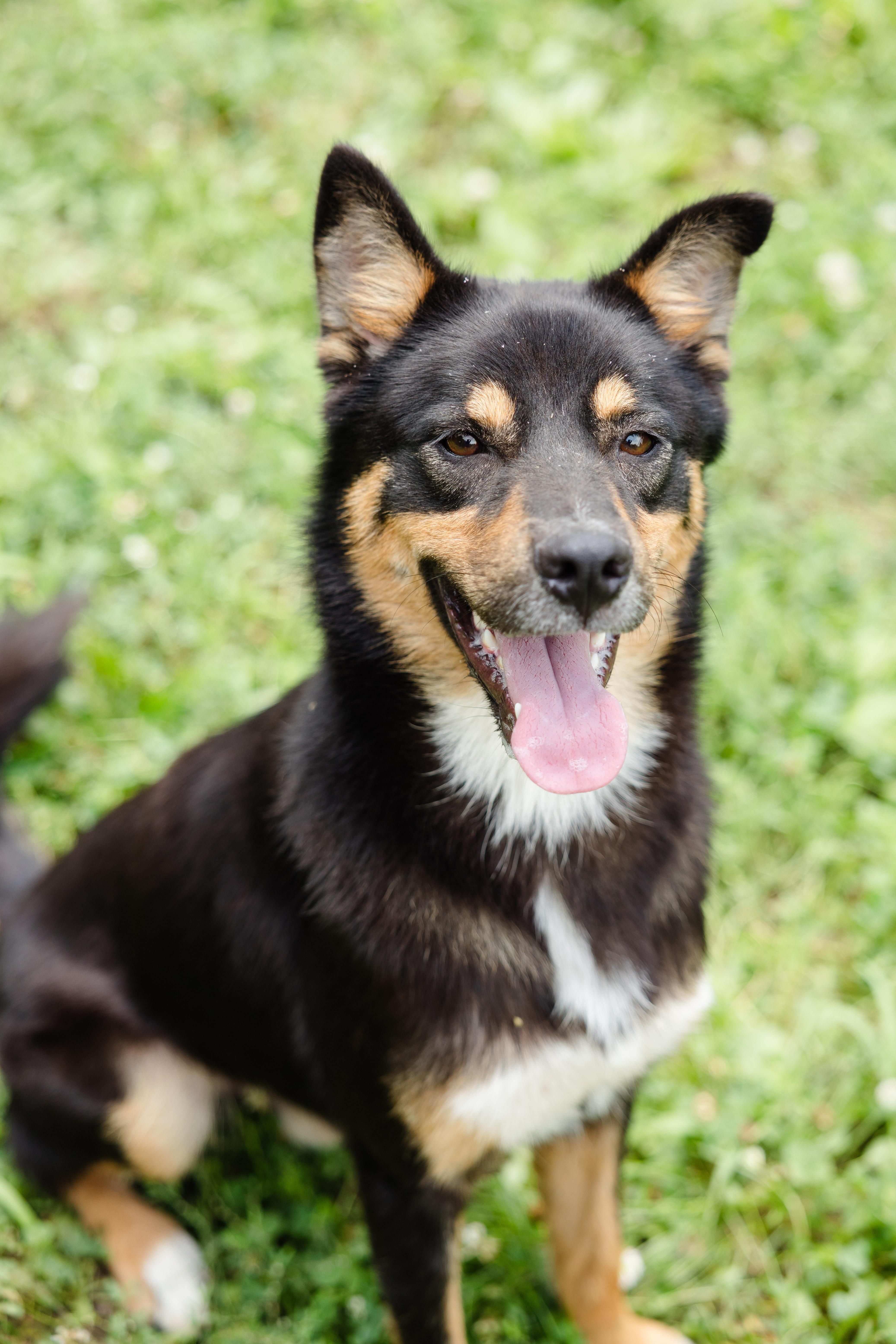 Enlarge Morgan, a ADOPTABLE mixed breed in Newburgh, IN image 1/6