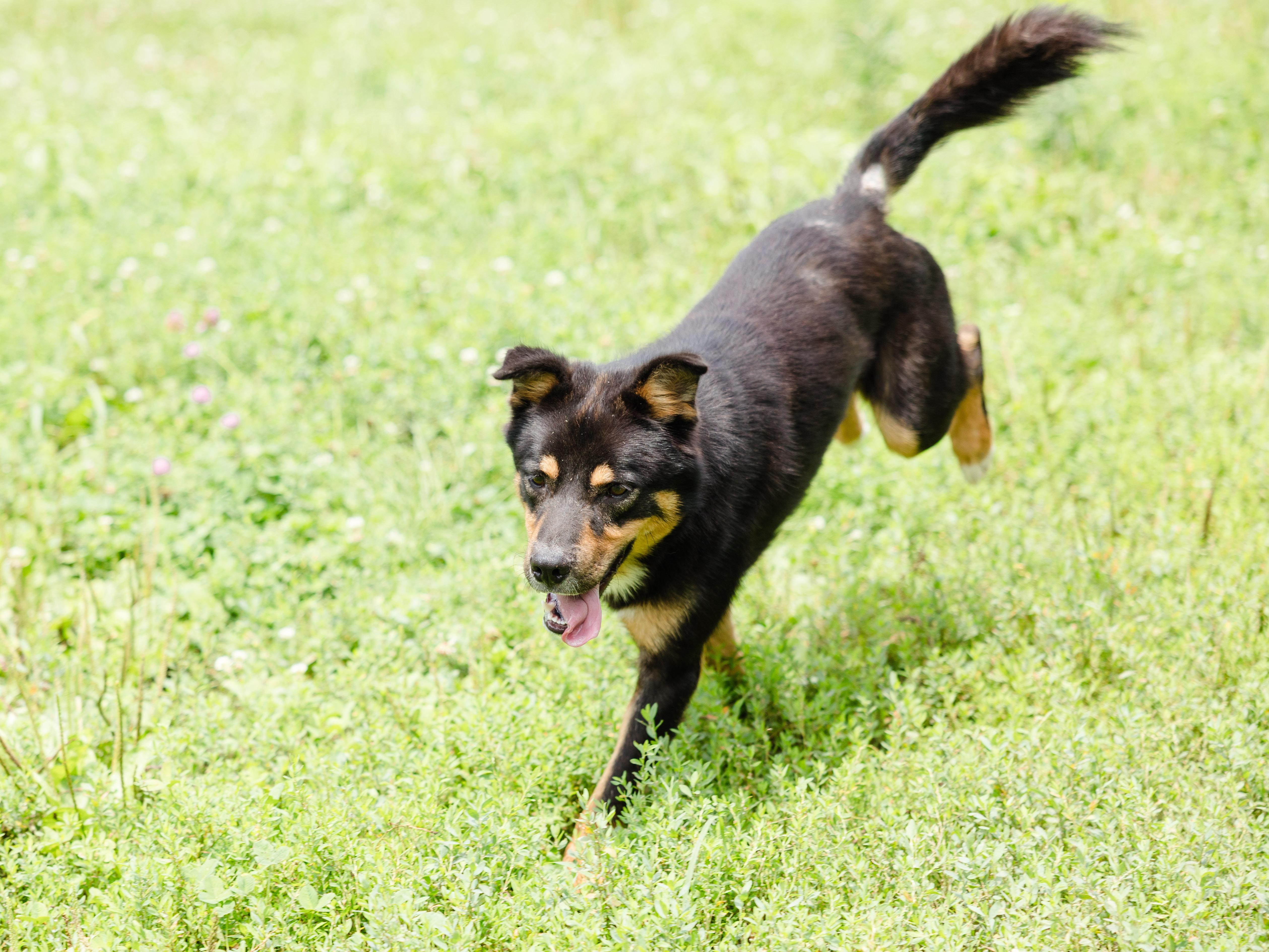 Enlarge Morgan, a ADOPTABLE mixed breed in Newburgh, IN image 3/6