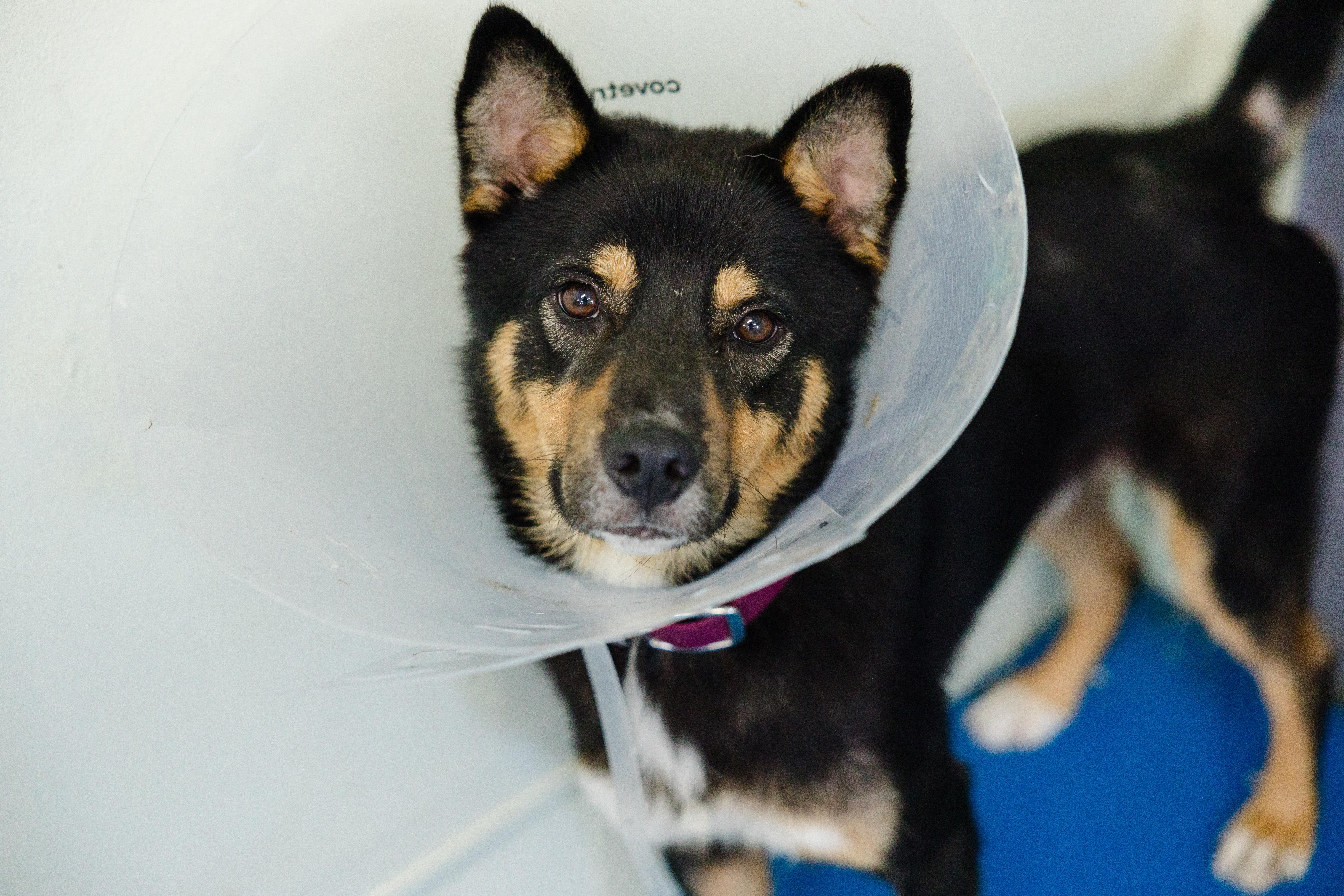 Enlarge Morgan, a ADOPTABLE mixed breed in Newburgh, IN image 6/6
