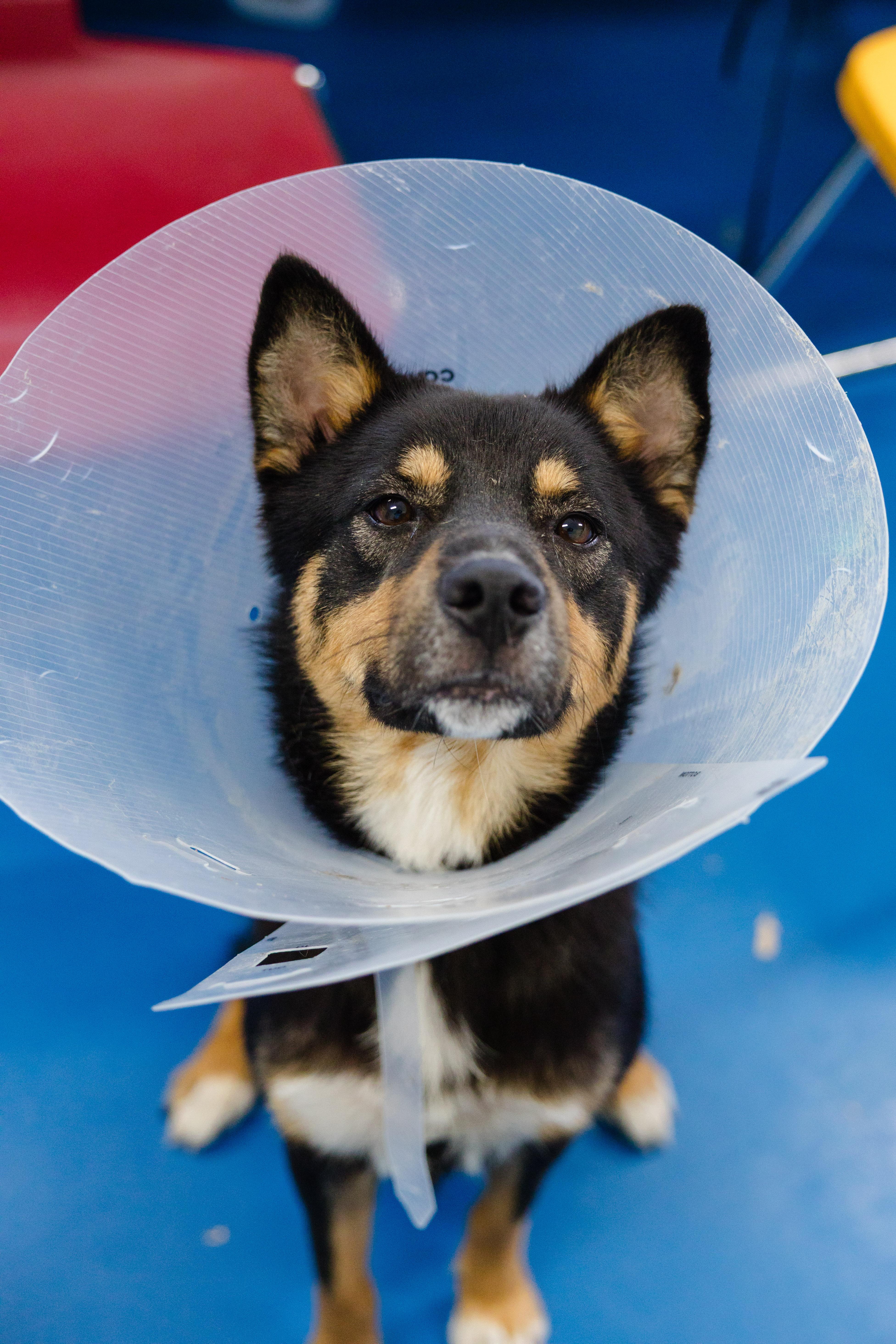 Enlarge Morgan, a ADOPTABLE mixed breed in Newburgh, IN image 4/6