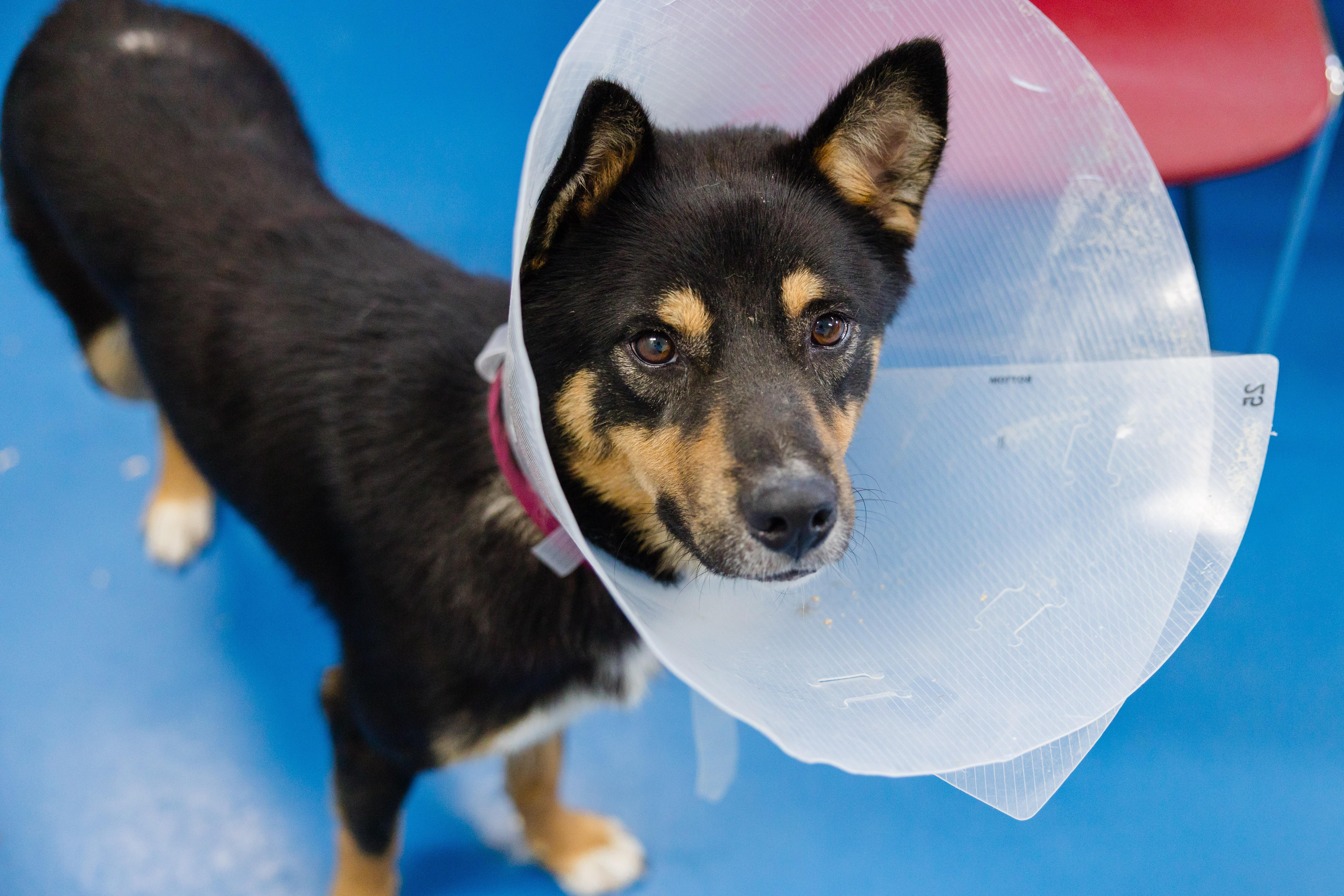 Enlarge Morgan, a ADOPTABLE mixed breed in Newburgh, IN image 5/6