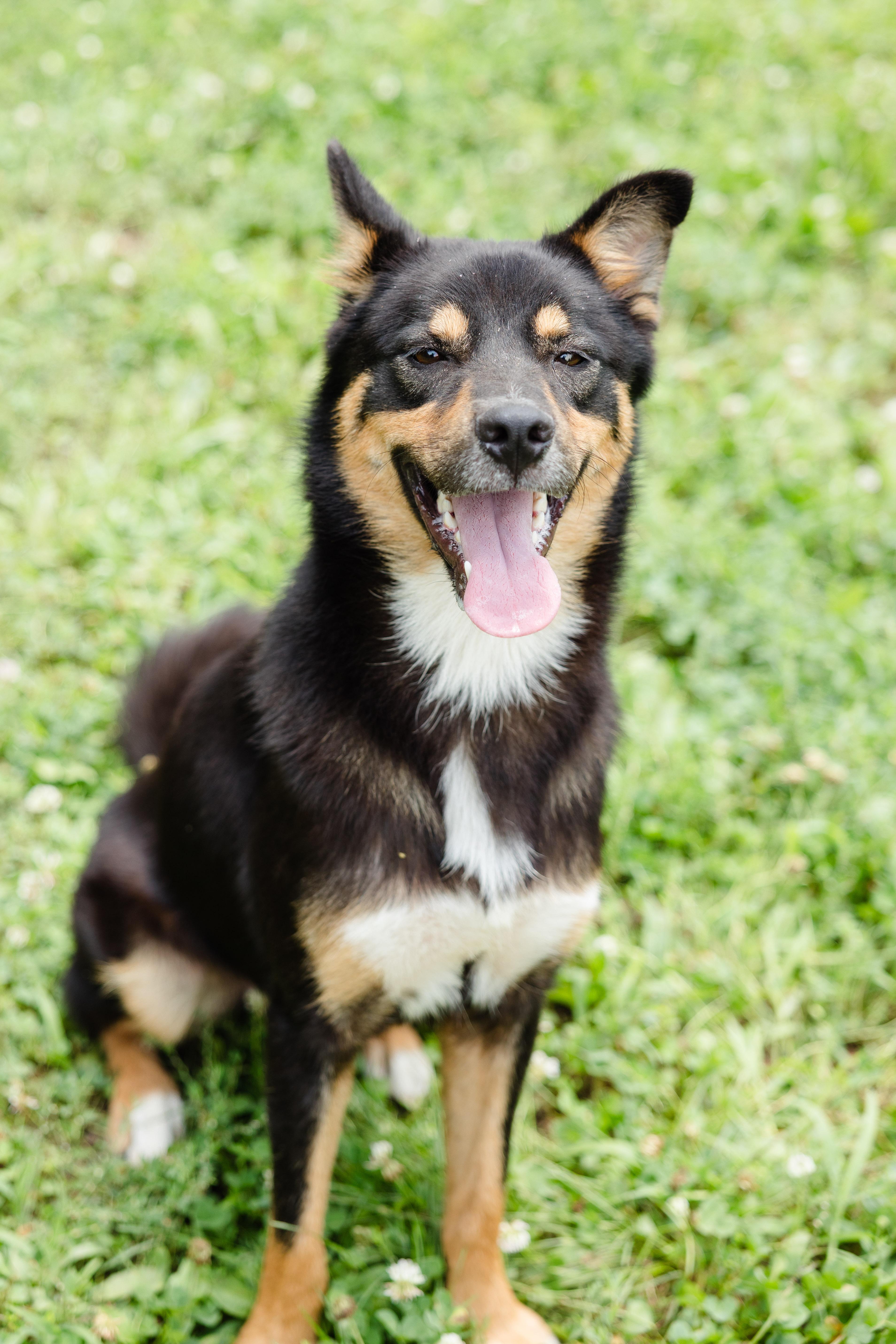 Enlarge Morgan, a ADOPTABLE mixed breed in Newburgh, IN image 2/6