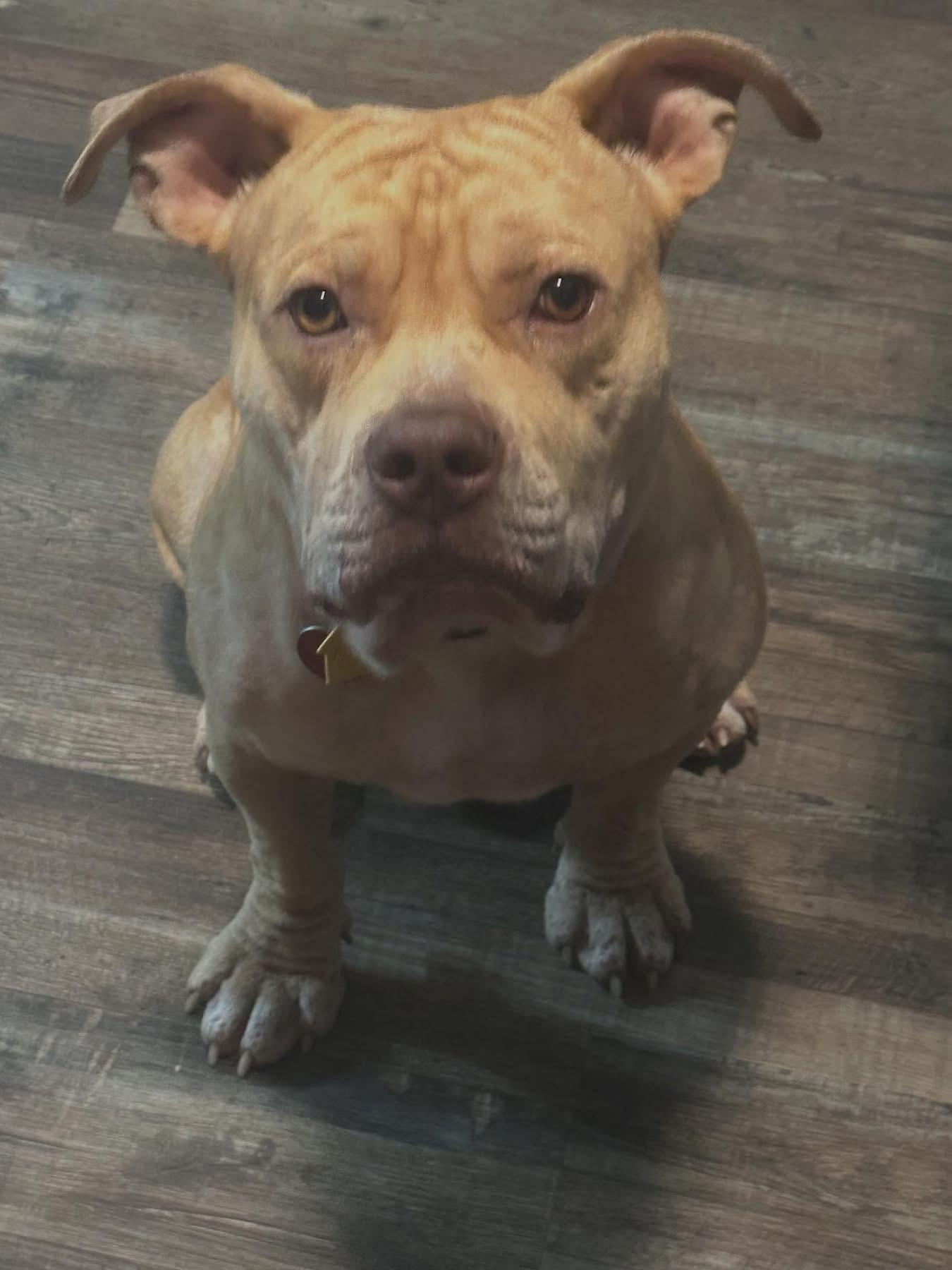 Enlarge Turner, an adopted mixed breed in atlanta, GA image 1/2