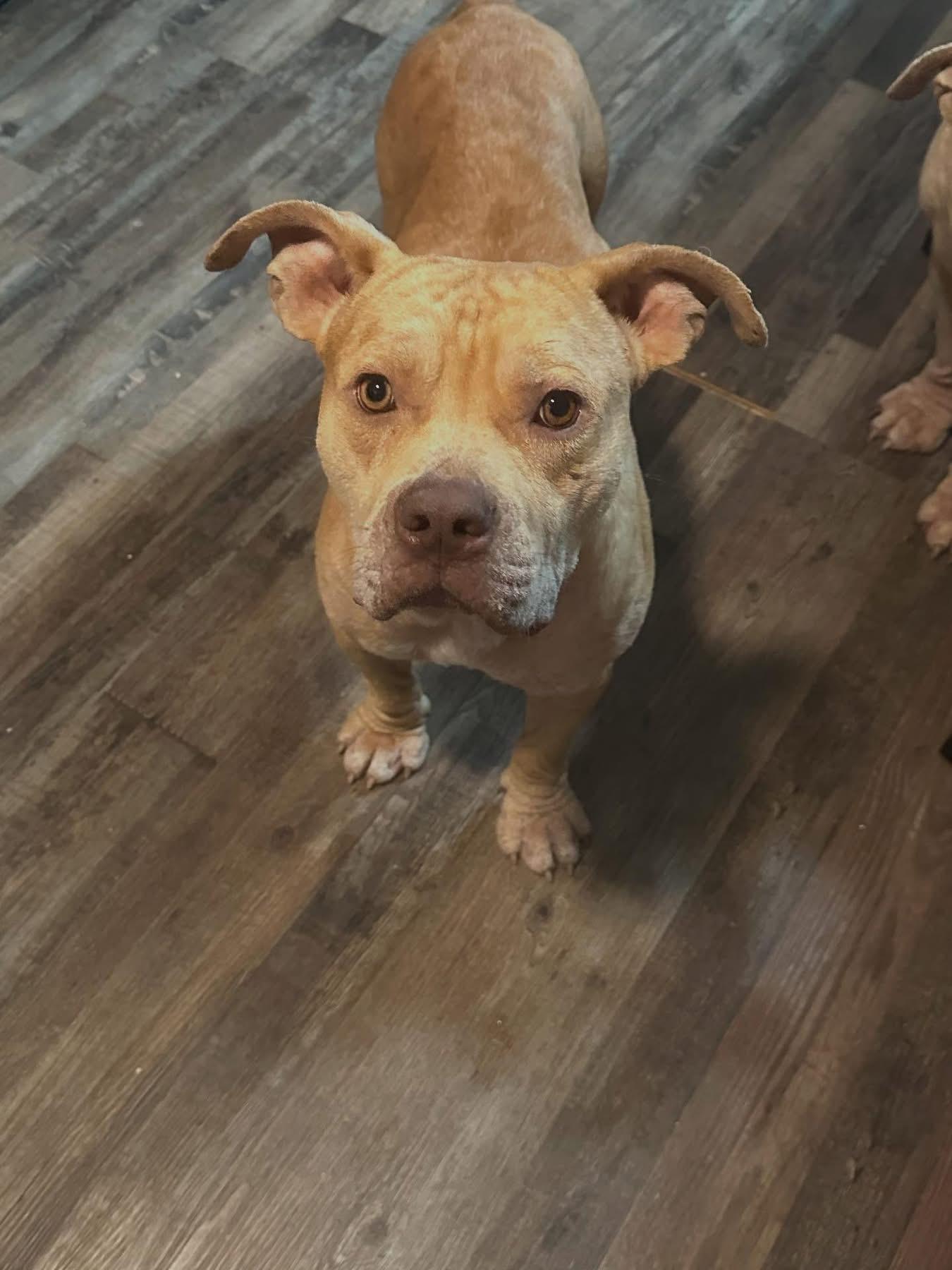 Enlarge Turner, an adopted mixed breed in atlanta, GA image 2/2