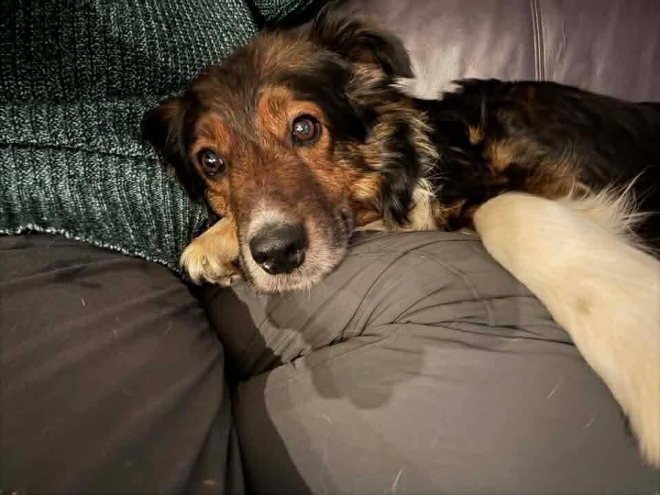 Rooby, a ADOPTABLE mixed breed in Port Colborne , ON image 4/6
