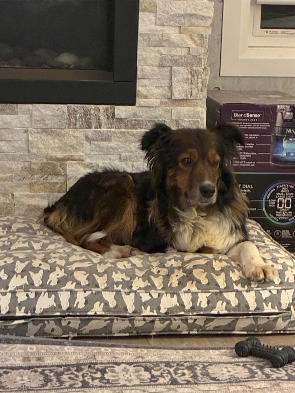 Rooby, ADOPTABLE, Adult Female Australian Shepherd.