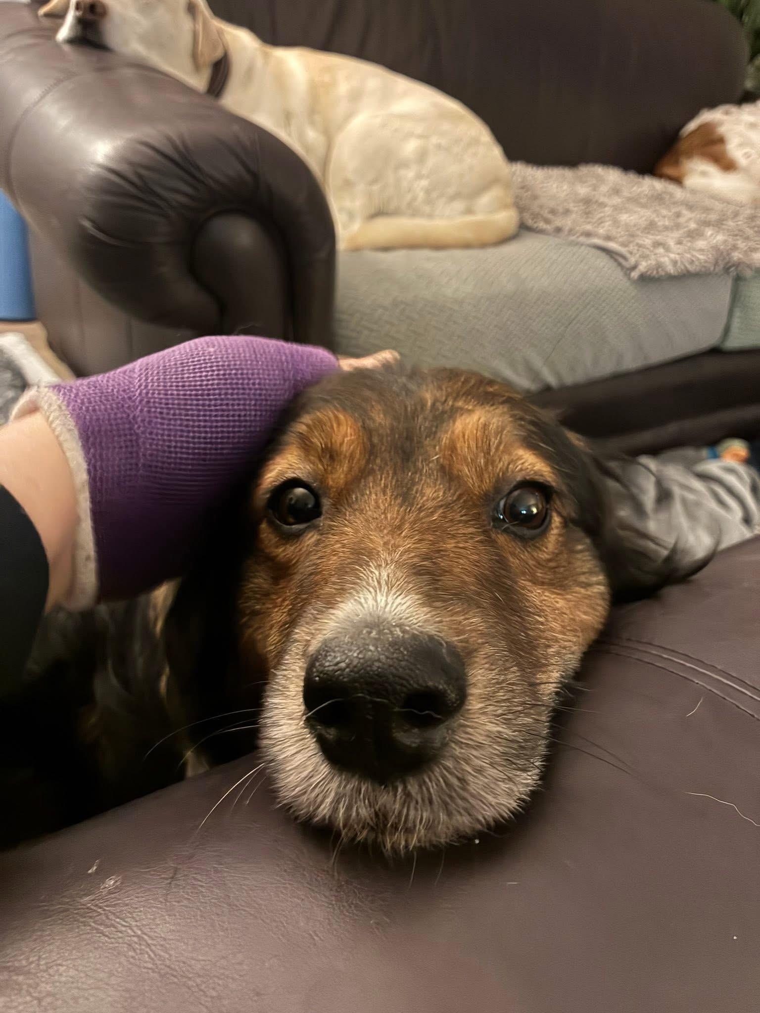 Rooby, a ADOPTABLE mixed breed in Port Colborne , ON image 2/6