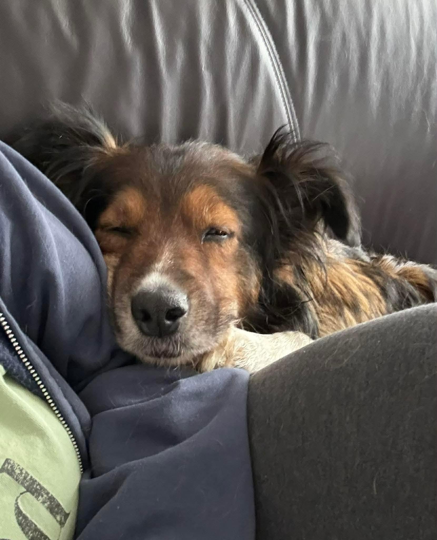 Rooby, a ADOPTABLE mixed breed in Port Colborne , ON image 5/6