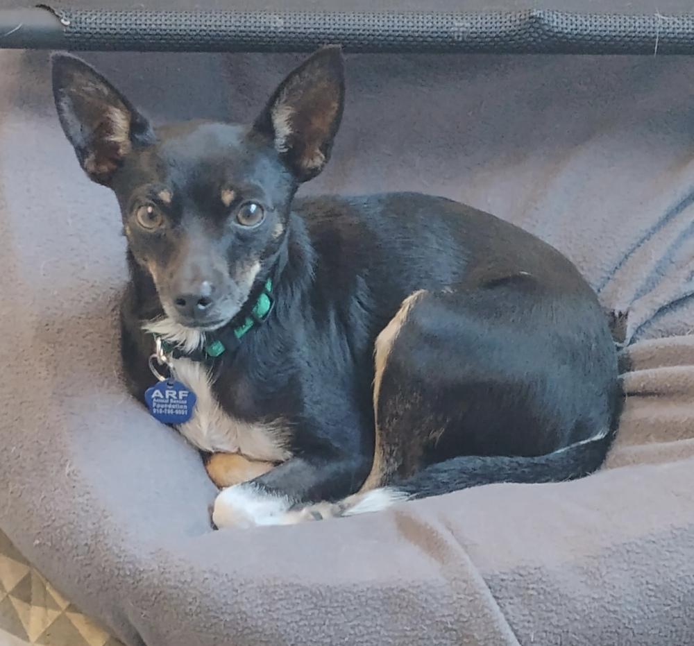 Enlarge Petey, a Adoptable mixed breed in Bartlesville, OK image 2/3