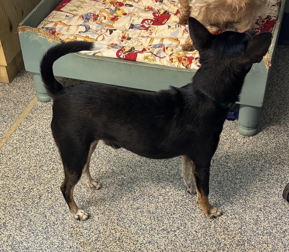 Enlarge Petey, a Adoptable mixed breed in Bartlesville, OK image 3/3