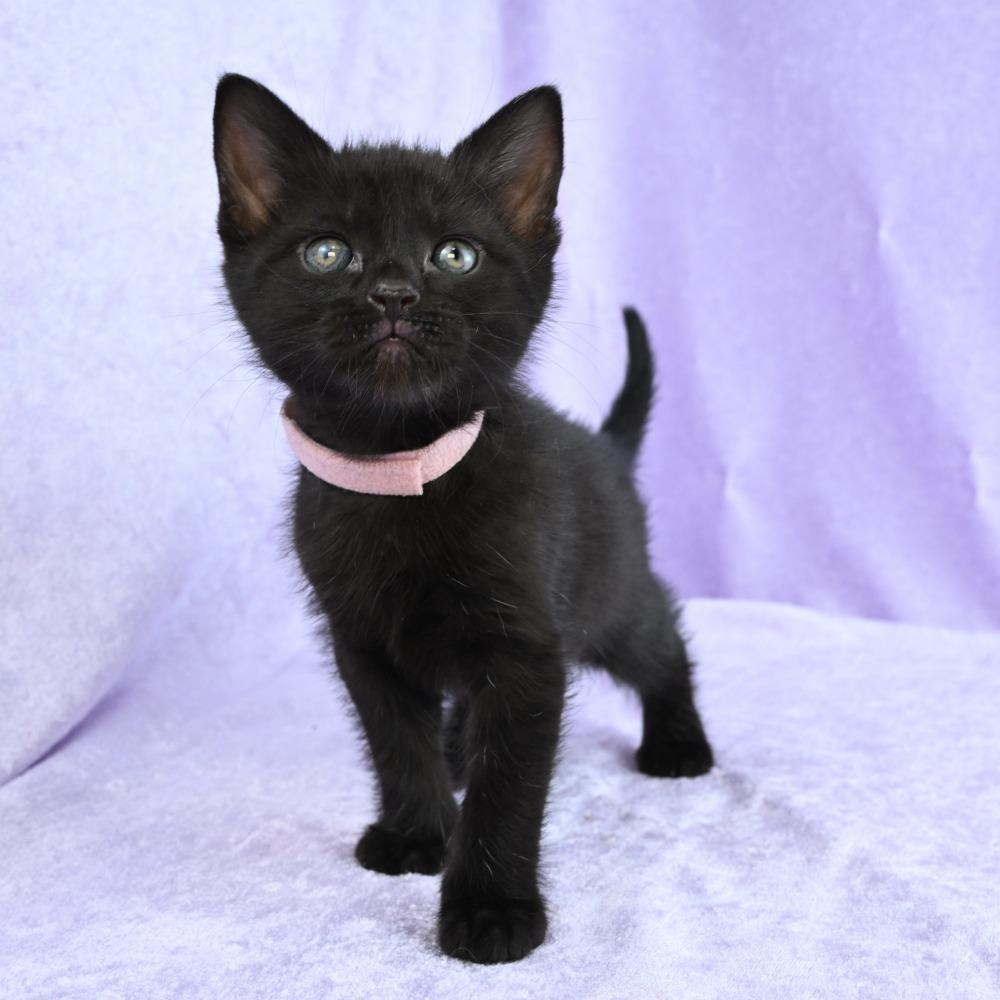 Ruby, Adoptable, Kitten Female Domestic Short Hair.