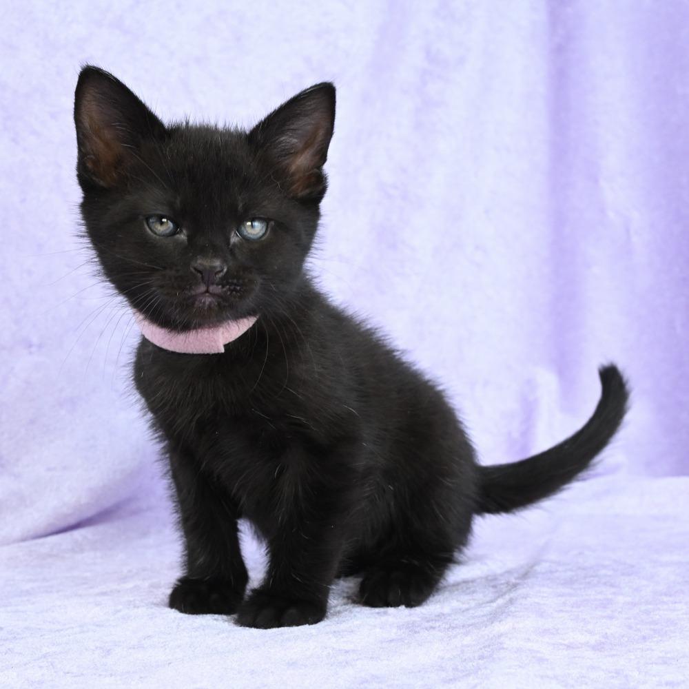 Enlarge Ruby, a Adoptable Domestic Short Hair in Mobile, AL image 2/6