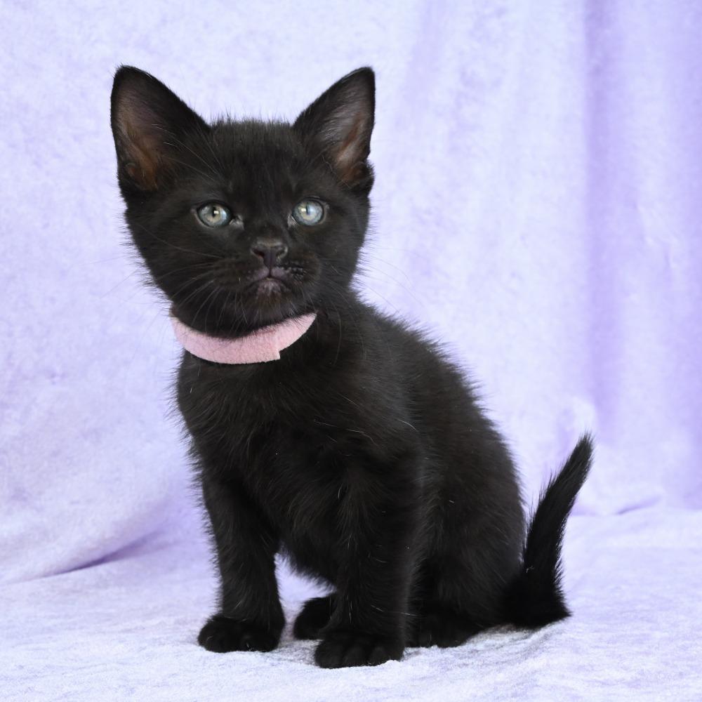 Enlarge Ruby, a Adoptable Domestic Short Hair in Mobile, AL image 3/6