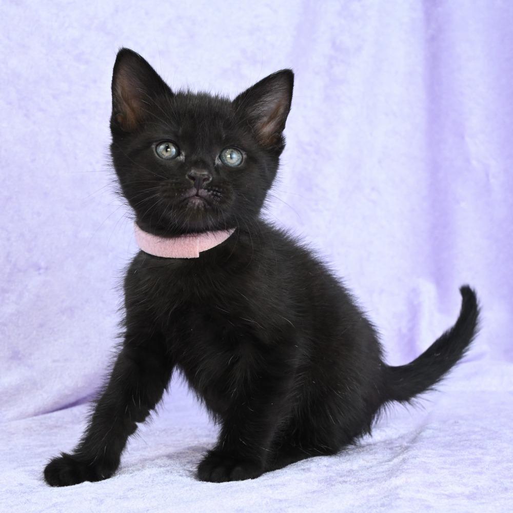 Enlarge Ruby, a Adoptable Domestic Short Hair in Mobile, AL image 4/6