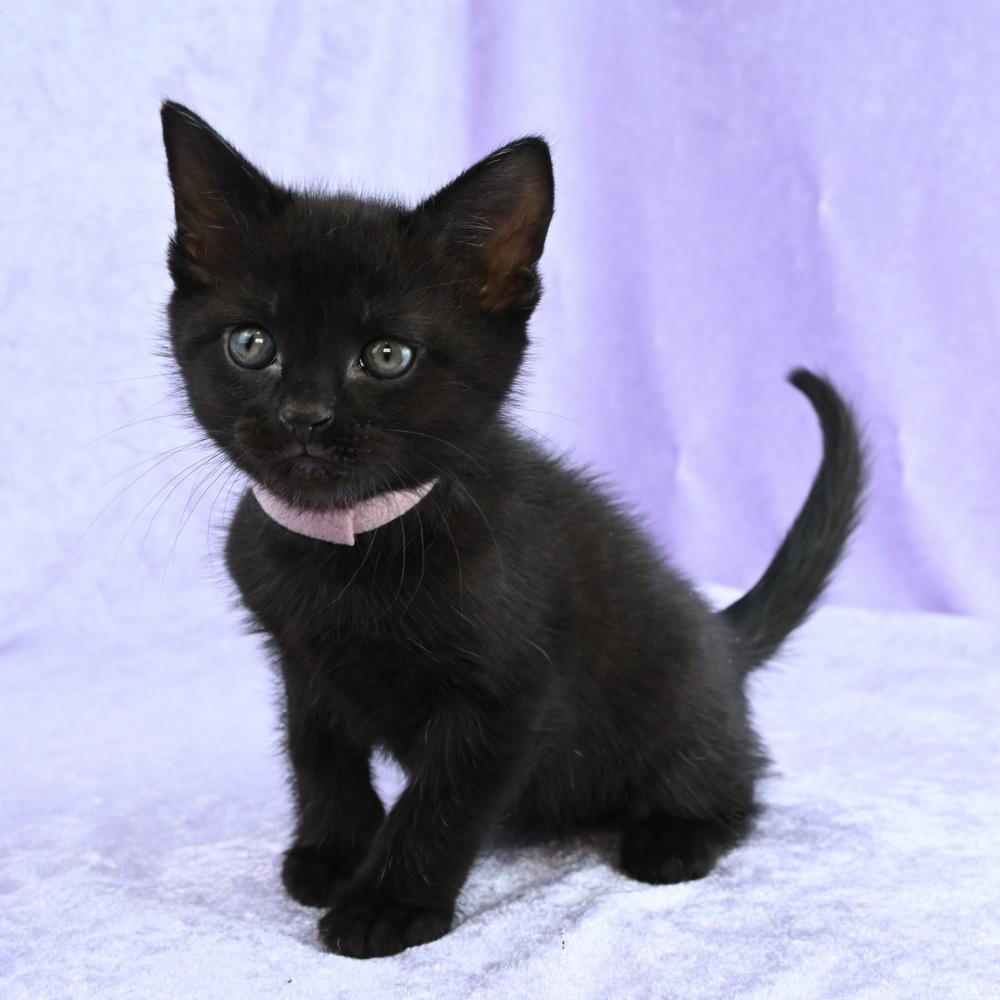 Enlarge Ruby, a Adoptable Domestic Short Hair in Mobile, AL image 5/6