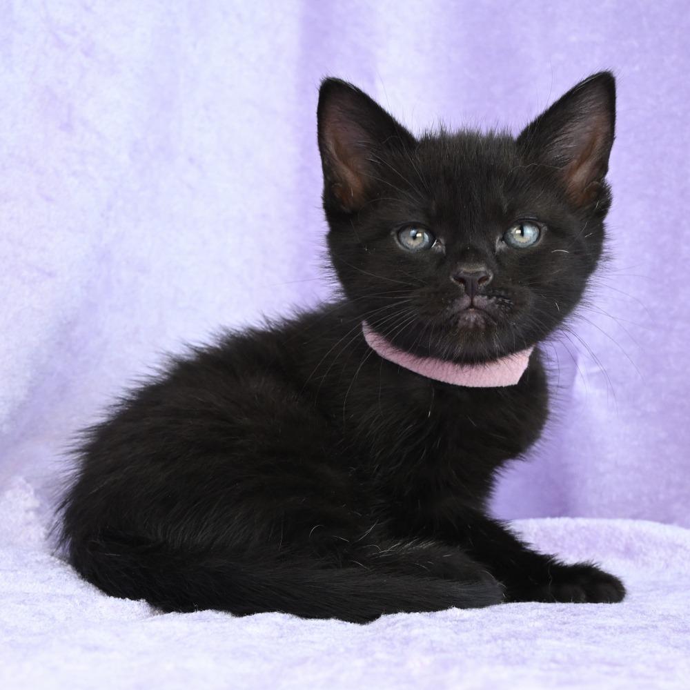 Enlarge Ruby, a Adoptable Domestic Short Hair in Mobile, AL image 6/6