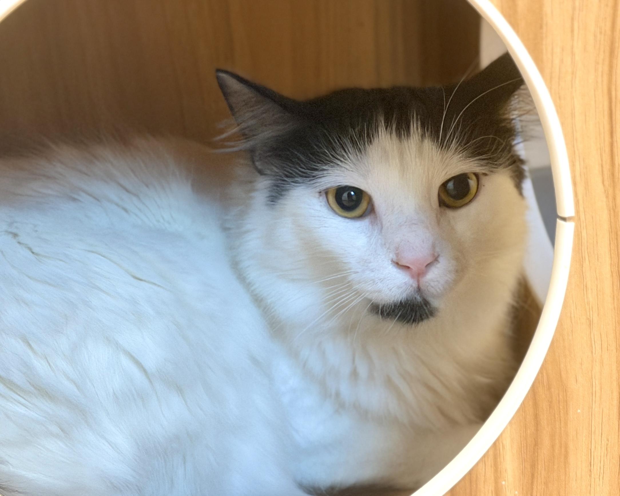 Enlarge Tessa (and Sebastian), a Adoptable Domestic Long Hair in Hull, MA image 1/4