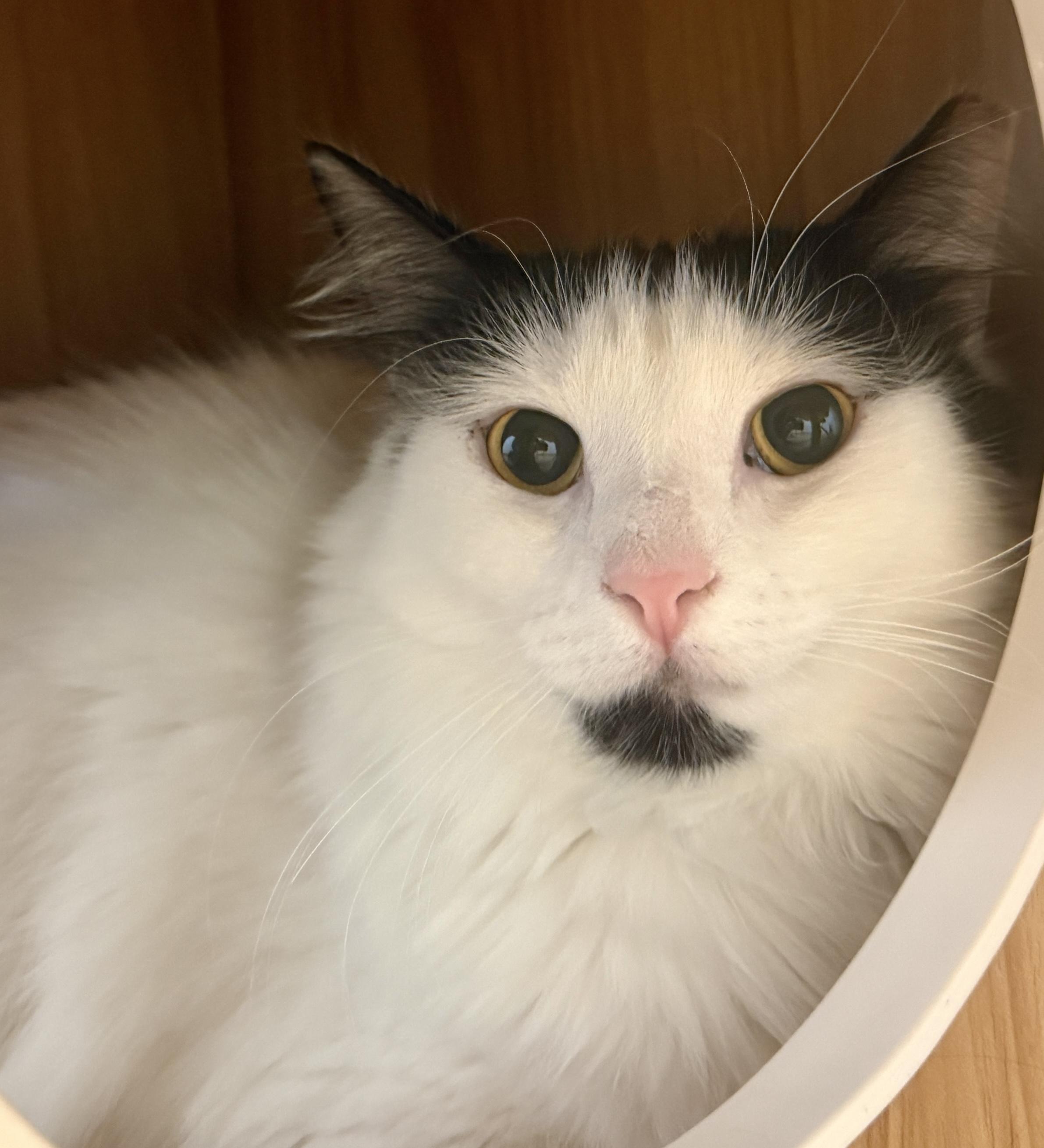 Tessa (and Sebastian), Adoptable, Young Female Domestic Long Hair.