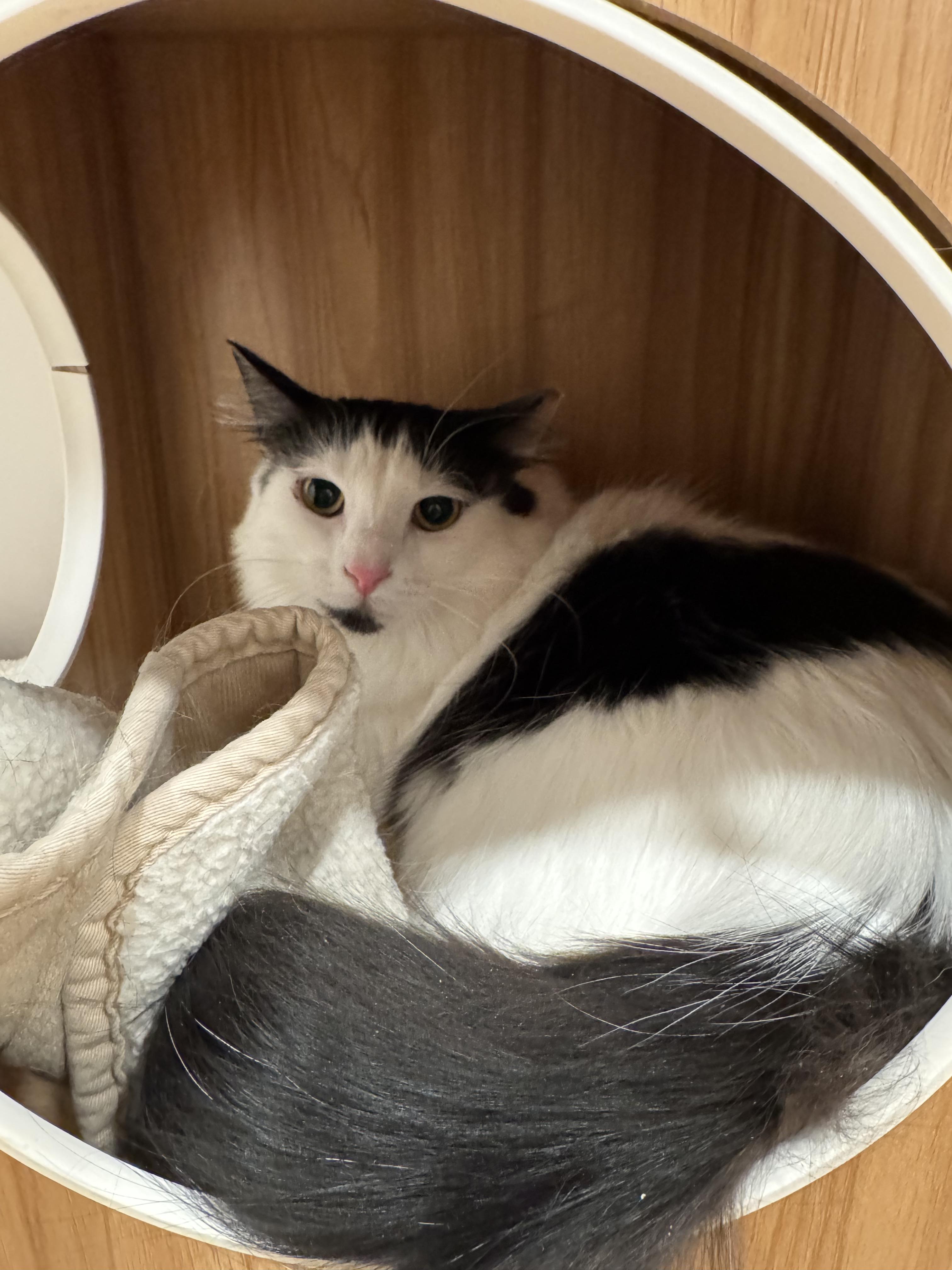 Enlarge Tessa (and Sebastian), a Adoptable Domestic Long Hair in Hull, MA image 3/4