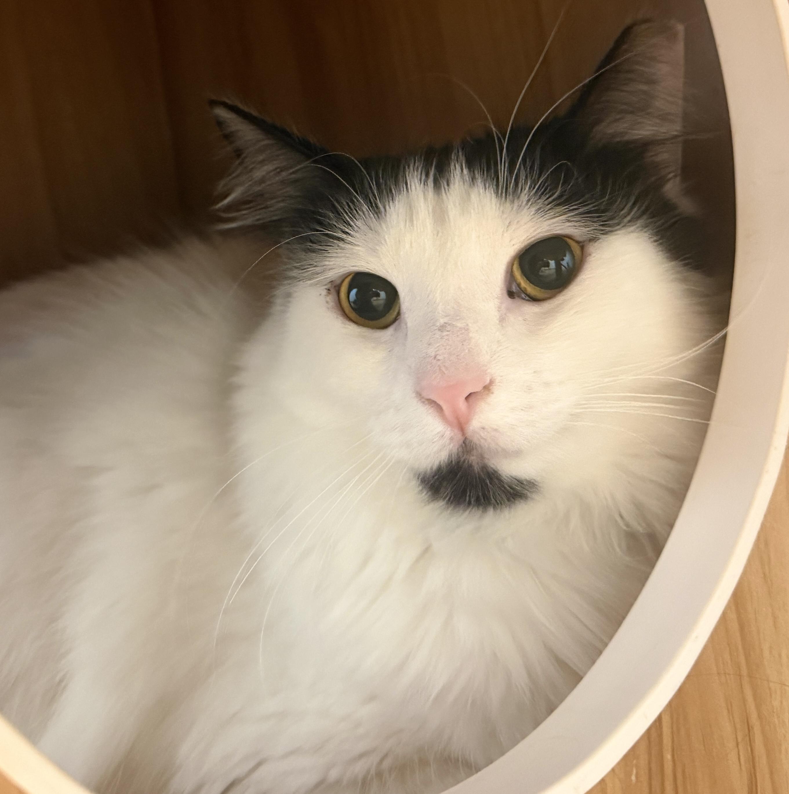 Enlarge Tessa (and Sebastian), an adopted Domestic Long Hair in Hull, MA image 4/4