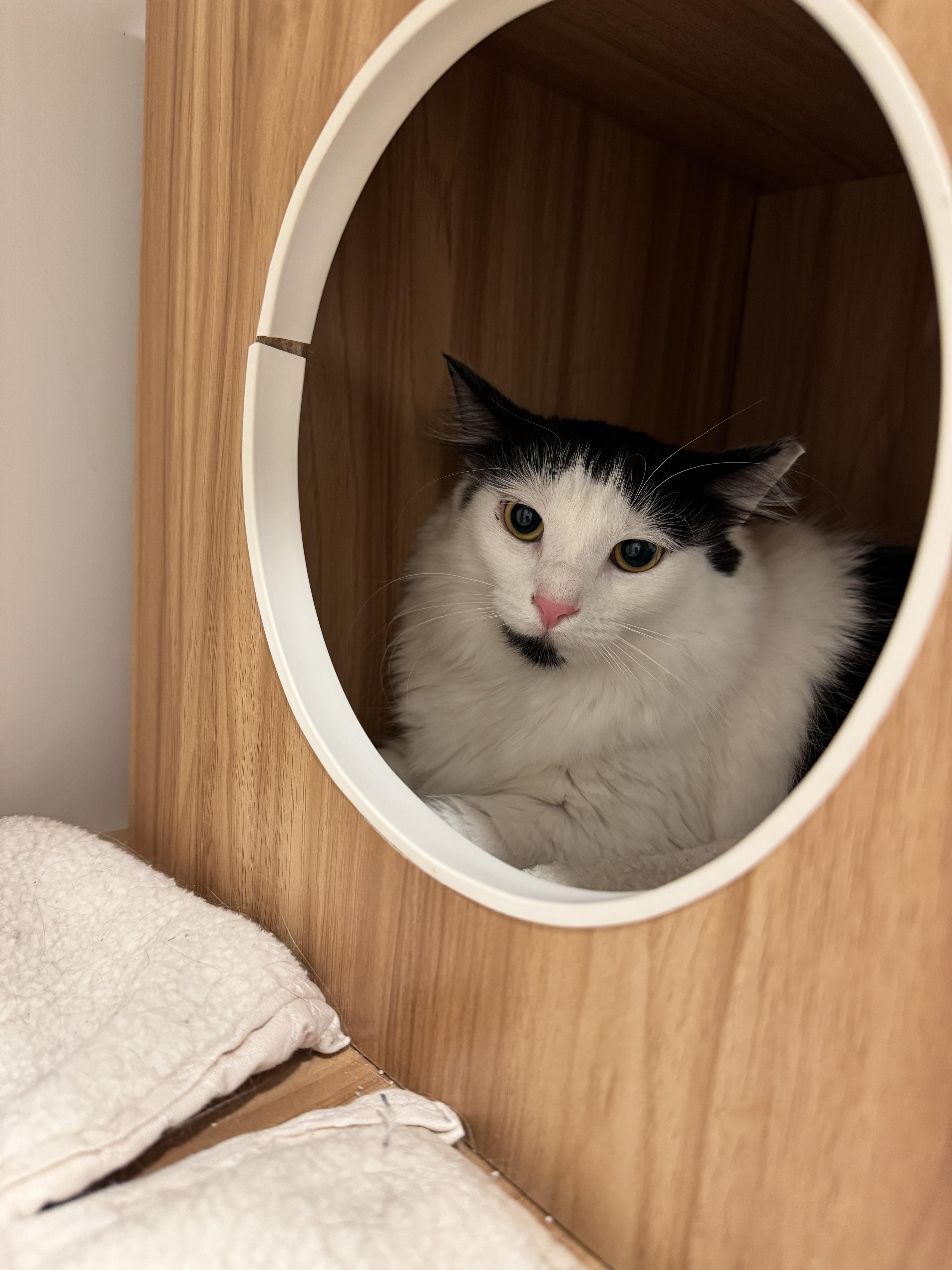 Enlarge Tessa (and Sebastian), a Adoptable Domestic Long Hair in Hull, MA image 4/4