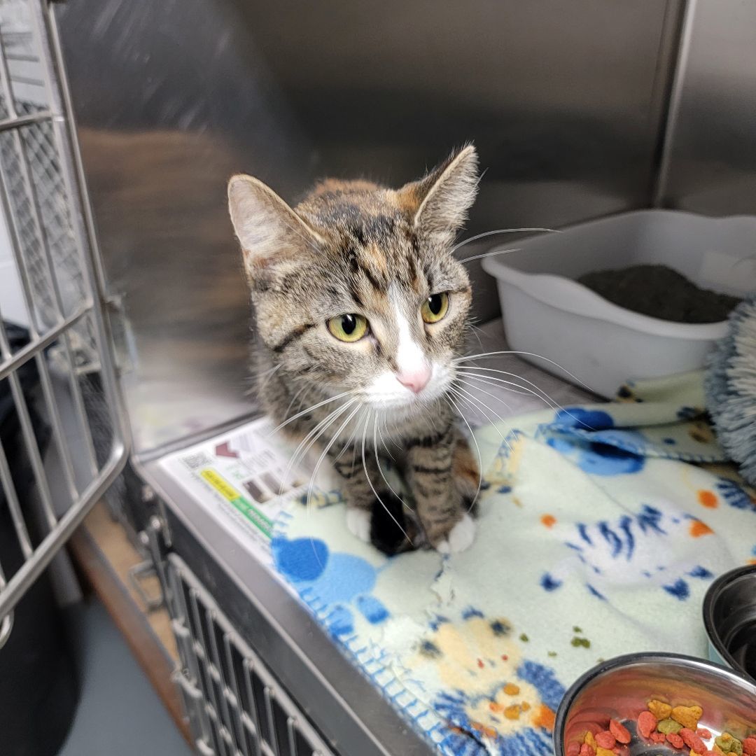 Autumn, a Adopted Domestic Short Hair in Trenton, MO image 1/6