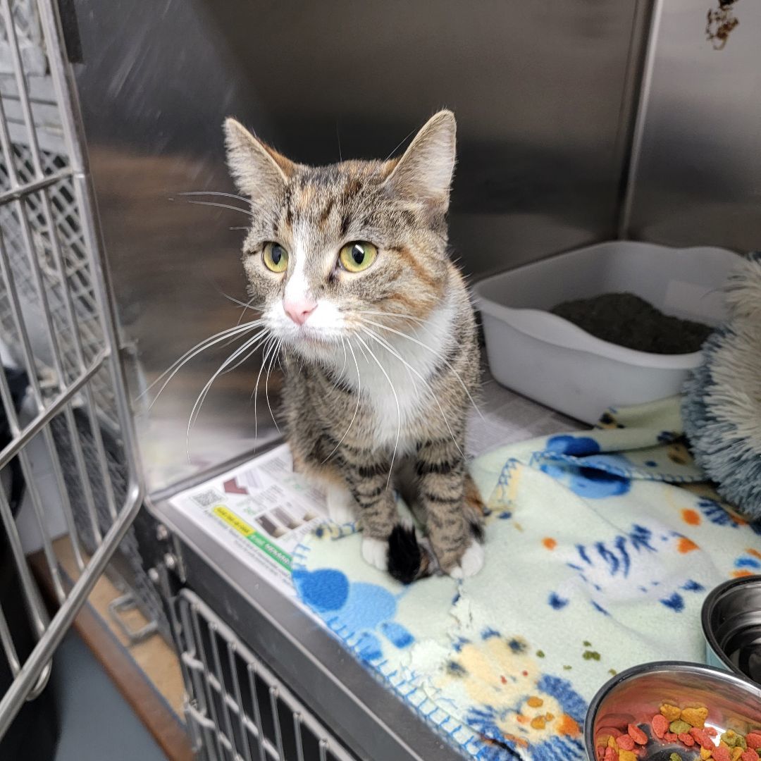 Autumn, a Adopted Domestic Short Hair in Trenton, MO image 2/6