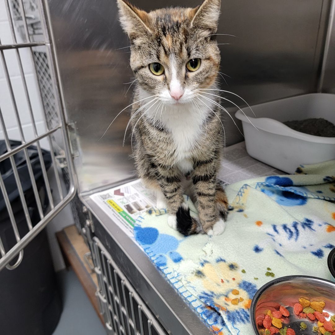 Autumn, a Adopted Domestic Short Hair in Trenton, MO image 3/6