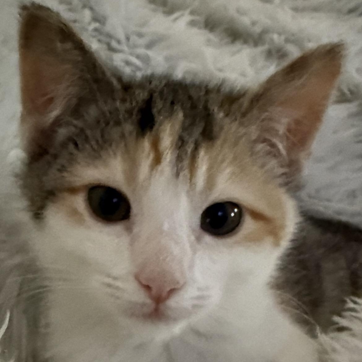 Enlarge Regina, a ADOPTABLE Domestic Medium Hair in Midlothian, VA image 2/2