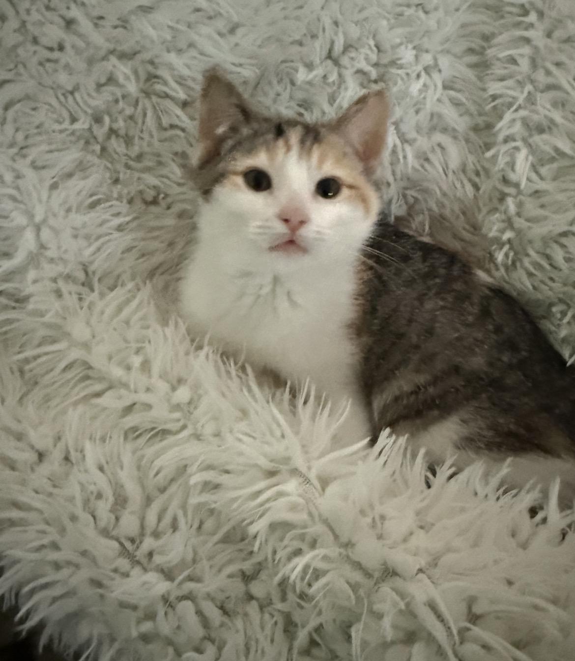 Regina, ADOPTABLE, Young Female Domestic Medium Hair.