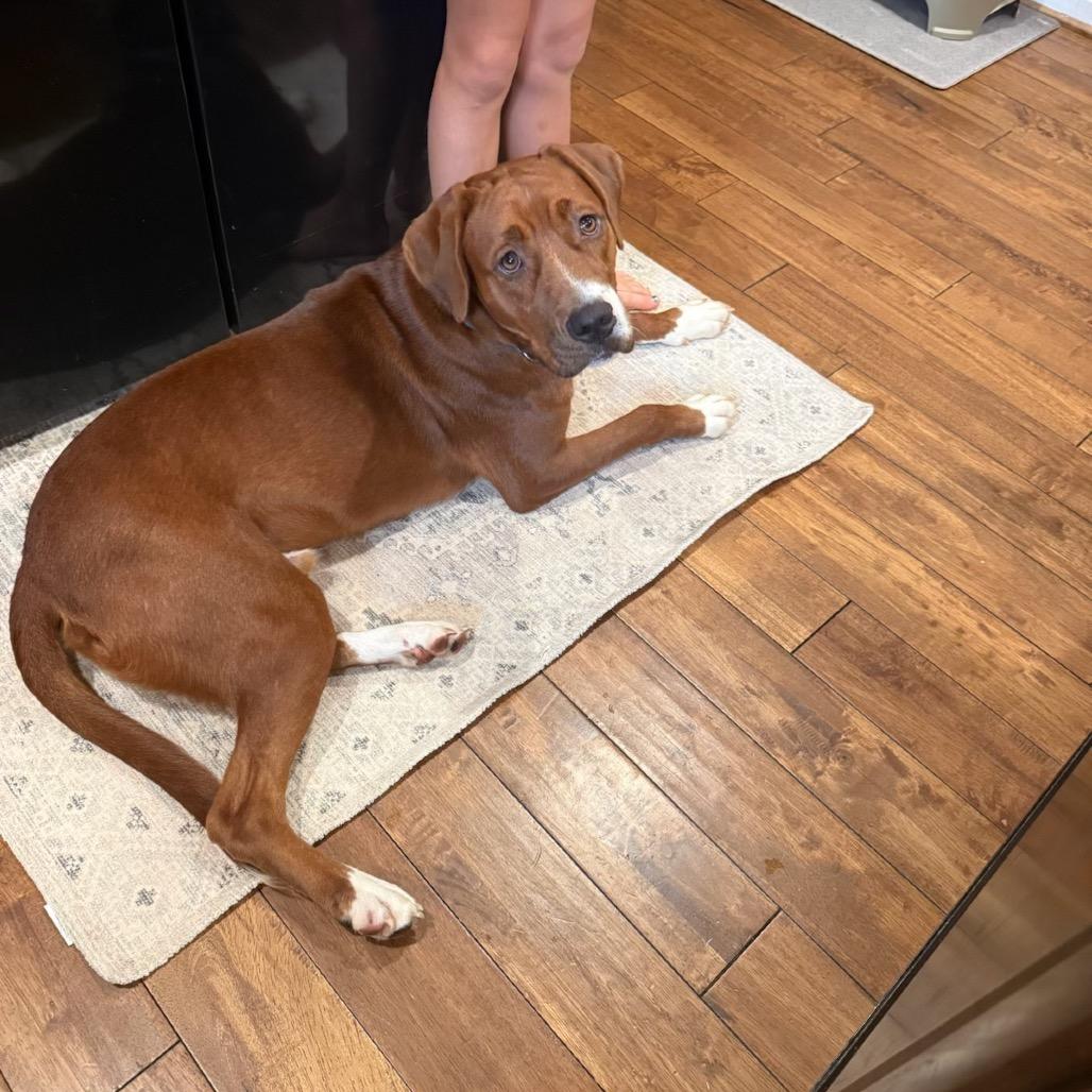 Drex, Adoptable, Young Male Labrador Retriever & Redbone Coonhound.