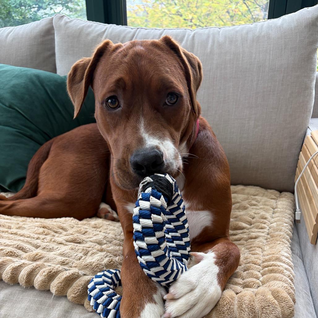 Drex, Adoptable, Young Male Labrador Retriever & Redbone Coonhound.