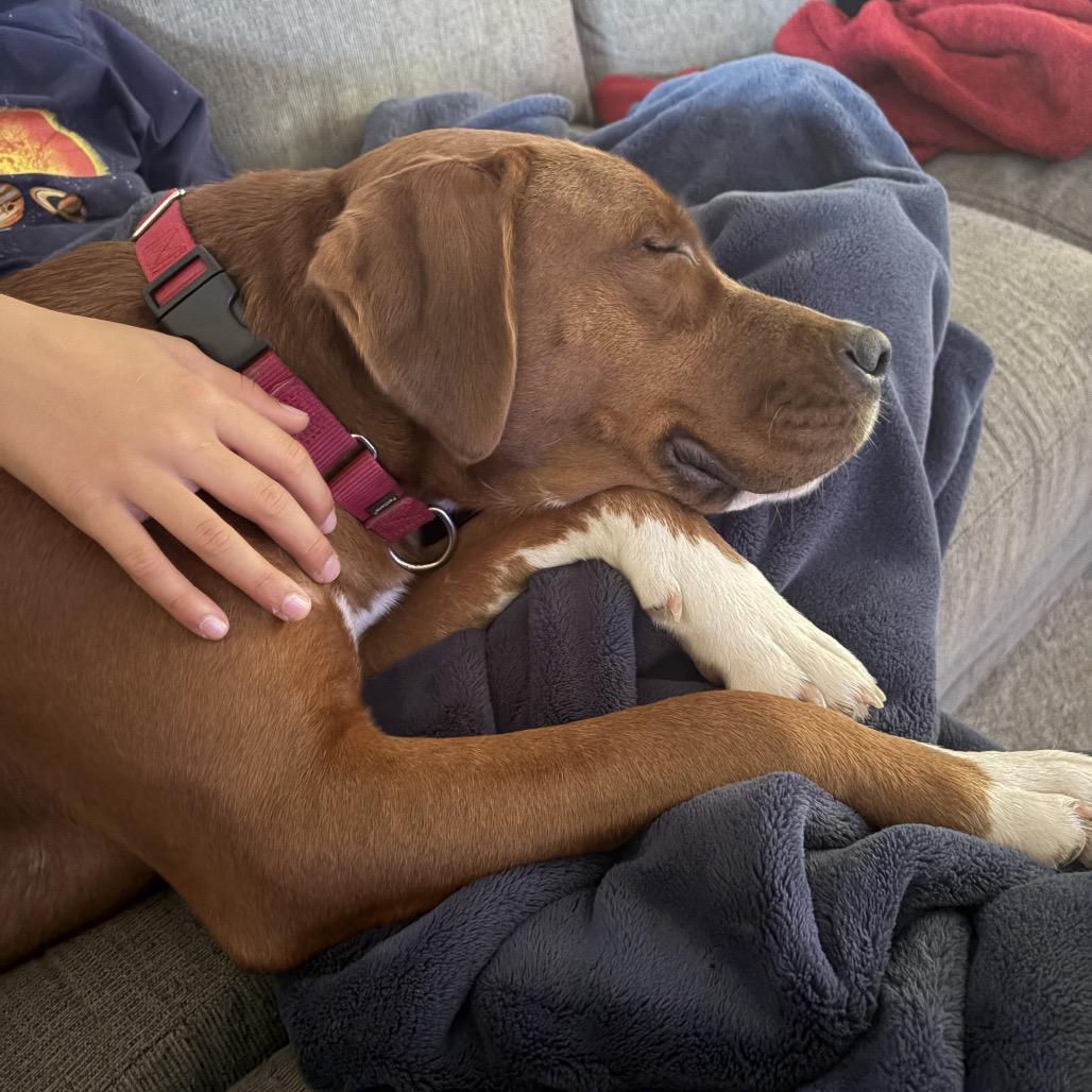 Enlarge Drex, a Adoptable mixed breed in Potomac, MD image 2/5