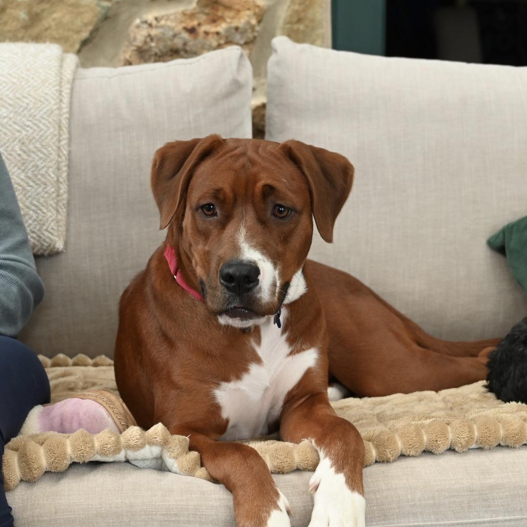 Enlarge Drex, a Adoptable mixed breed in Potomac, MD image 3/5