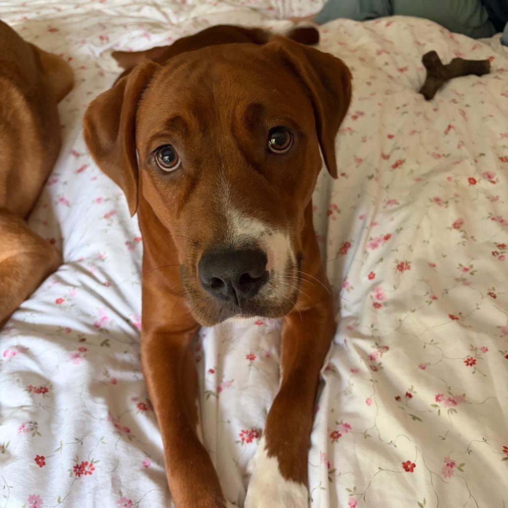 Enlarge Drex, a Adoptable mixed breed in Potomac, MD image 4/5