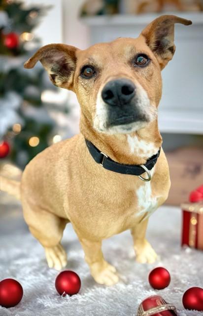 Enlarge BRUCE, a Adoptable mixed breed in Sarasota, FL image 1/1